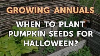 When to Plant Pumpkin Seeds for Halloween [upl. by Keefe]