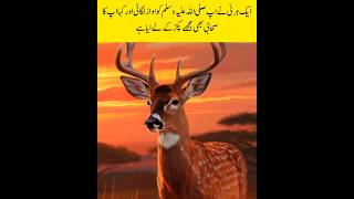 A Deer Talked To Our Prophet Muhammad  Amazing Miracle Islamic Video shorts [upl. by Stefanie]