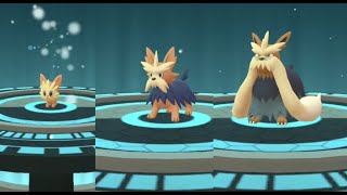 Lillipup evolution into Herdier and Stoutland in Pokemon GO  Trainer Ari [upl. by Leler]