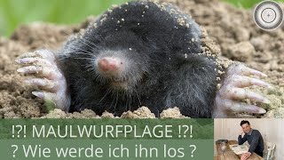 MAULWURFPLAGE Wie werde ich ihn los Feind oder Freund Lebensweise [upl. by Phil475]