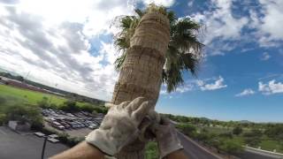 FAN PALM TREE REMOVAL USING RIGGING BLOCK [upl. by Ahern887]