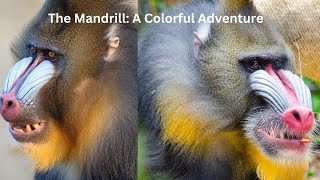 The Mandrill A Colourful Adventure [upl. by Ezalb]