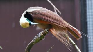 RaggiParadiesvogel Männchen closeup [upl. by Ynnattirb876]