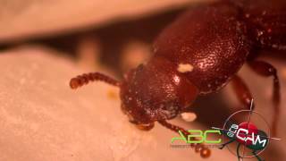 ABCR Bug Cam Tenebrionidae Tribolium castaneum Herbst 1797 Red flour beetle [upl. by Birdt107]