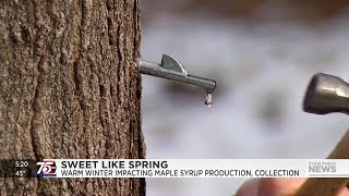 Warm winter impacting maple syrup production collection [upl. by Sucirdor]