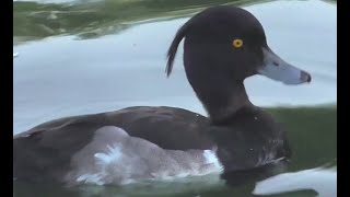 TUFTED DUCK  duck with a quiff [upl. by Kampmeier]