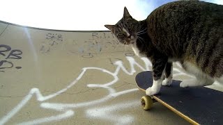 GoPro Didga the Skateboarding Cat [upl. by Casavant]