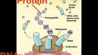 How Evolution Works Part 3 DNA [upl. by Valera]