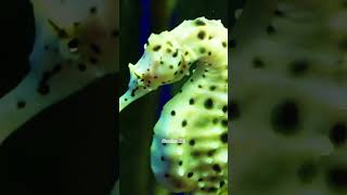 Seahorse The Dads Who Give Birth  seahosefact animalIQ seahorses [upl. by Munmro]