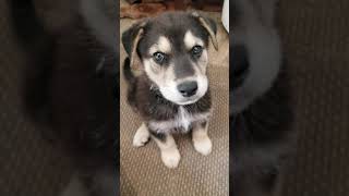 My Gerberian Shepsky puppy German Shepard  Husky mix howling with me for the first time [upl. by Elwyn]