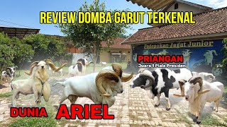 MEWAH Review Domba Garut Paling Ternakenal Se Indonesia  PDP JAGAT JUNIOR [upl. by Quintie]