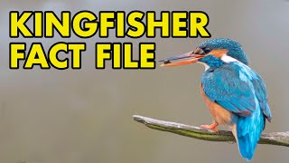 Kingfisher Fact File British Wildlife Facts [upl. by Notnarb]