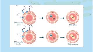 REPRODUCCIÓN CELULAR mitosis y meiosis [upl. by Eul108]