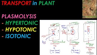 CLASS 11 I PLASMOLYSIS I HYPERTONIC HYPOTONIC ISOTONIC I RBCBiology [upl. by Ecirahc789]