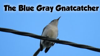 The BlueGray Gnatcatcher Facts Mini documentary ID food  how to ID habitat nesting behavior [upl. by Celestia529]