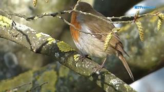 Campagnes françaises un tiers des oiseaux ont disparu réalisation de Malay PHCAR [upl. by Chemush]