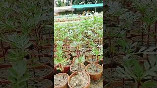 Seedlings plant available [upl. by Yerak2]