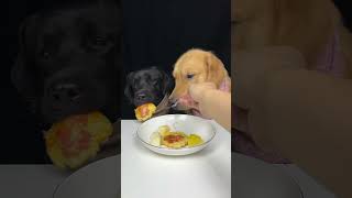 My Labrador Brother Is A Picky Eater Golden and Labrador Cute Pet Debut Plan [upl. by Animehliw]