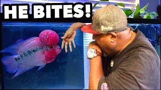 SUPER MEAN AGGRESSIVE FLOWERHORN FISH BITES HARD [upl. by Seyer]