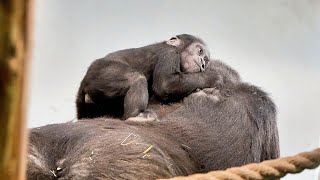 Gorilla Siblings Are Fascinated by Baby Makongo and Love Carrying Him Around [upl. by Doak930]