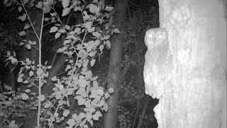 Assiolo in canto  Eurasian scops owl Otus scops 170 Fototrappola a Corte Franca Cavarzere VE [upl. by Anaytat]