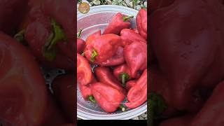 Preserving peppers in oil😍 [upl. by Hedley371]