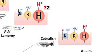 BioEssays Acidic Stress Resistance in Vertebrates [upl. by Ihab]