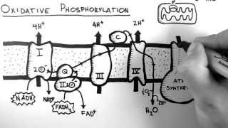 Cellular Respiration 5  Oxidative Phosphorylation [upl. by Carolin828]