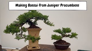 Making Bonsai From Juniper Procumbens with Padmapriya [upl. by Acquah]