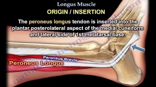 Anatomy Of The Peroneus Longus Muscle  Everything You Need To Know  Dr Nabil Ebraheim [upl. by Adnawot]