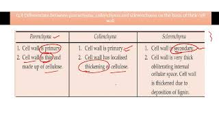 Differentiate between parenchyma collenchyma and sclerenchyma on the basis of their cell wall [upl. by Sonja]