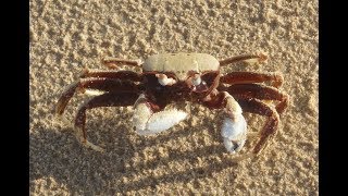 🦀 Horned Ghost Crab Ocypode ceratophthalmus ready for a fight [upl. by Hawkins582]