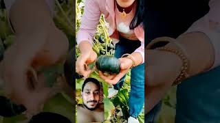 Modern farming technique high yielding pumpkin farming satisfying​shorts​ agriculture pumpkin​ [upl. by Nemsaj]