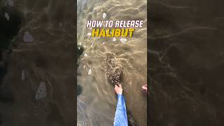 How to safely release California halibut when surf fishing halibutfishing surffishing [upl. by Tiphani]