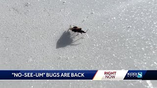 Tiny bugs pack a big punch Noseeums are back and are as annoying as ever for Iowans [upl. by Phillipp]