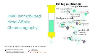 Protein expression amp purification techniques  overview of some common techniques amp typical workflow [upl. by Rurik]