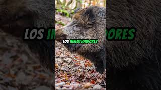 La Paradoja del Jabalí Salvaje Por Qué Siguen Radiactivos los Animales de Chernóbil Parte 1 [upl. by Hallee]