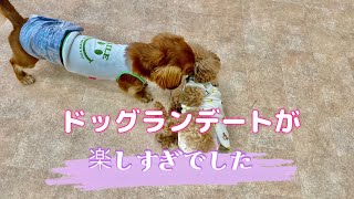 みりんパンチvsエールザウルス 甘噛みに対抗する、みりんパンチがキレッキレ！！ [upl. by Orelie]