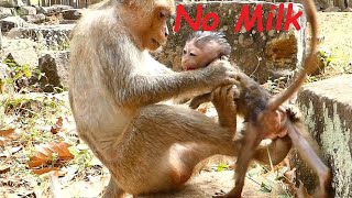 Poor Baby Monkey ADA Crying Seizures  Angel Mom Hit and Bite Weaning Baby No Milk  Sounds Monkey [upl. by Trebron479]