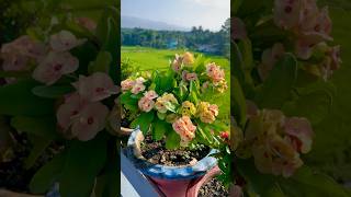 Crown of Thorns Euphorbia milii Beautifully Blomming shorts ytshorts gardening [upl. by Ojeitak]