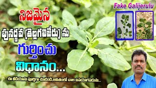 నిజమైన పునర్నవ తెల్లగలిజేరును గుర్తించు విధానంoriginal PunarnavaTellagalijeru In Telugu Videos [upl. by Stevie898]