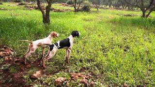 CHIEN DE CHASSE AVENDRE POINTER ANGLAISPOINTER MAROC [upl. by Dambro]