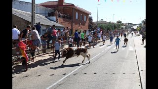 Encierro de Valrubio en Villarino de los Aires [upl. by Trilby919]