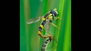 Mating Insects Long hoverfly or Sphaerophoria scripta shorts [upl. by Annat]