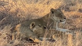 Kudyela Pride Lionesses with cubs  14 September 2024 [upl. by Terrance]