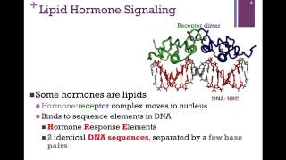 073Lipid Hormone Receptor [upl. by Chelsae]