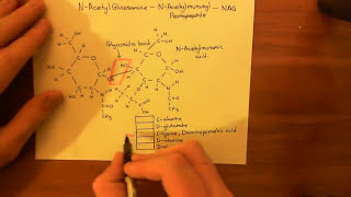 Vancomycin Dosing [upl. by Kinata78]