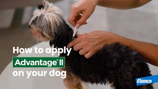 How to Apply Advantage® II to Your Dog [upl. by Eelanaj]