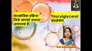 Triacylglycerol Synthesis The Metabolic Process You Need to Know [upl. by Irrok261]