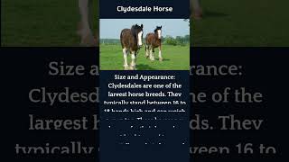 The Incredible Strength and Size of the Powerful Clydesdales [upl. by Farlie]